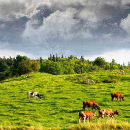 Exploring Property Rights and IRS 1031 in Conservation, Grazing's Role in Biodiversity