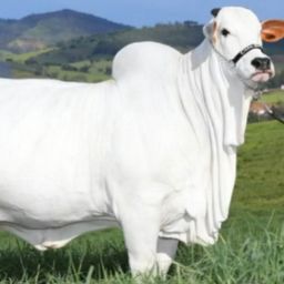 Farm Regulations, Million-Dollar Cow, & Fault Line