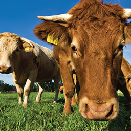 Discussing Animal Tracking, Vaccine Mishaps & CO2 Pipeline Condescension