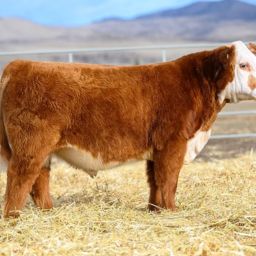 Dakota Cowboy Takes You from the 53rd Annual Bull Sale to the Rodeo Arena with Insights and Action