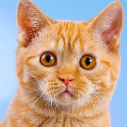 Trent Loos & Rachel Gabel Discuss Erosion of Property Rights in Animal Rights