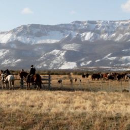 Trent Loos Explores Cattle Dogs' Impact on Livestock Well-being with Expert Julie Pierce