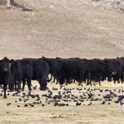 Disease in Livestock Sparks Covid Comparisons, Discussions on Weather Modifications