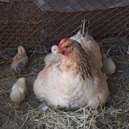 Trent Loos' Insightful Journey on Global Policies and Local Farming Freedom