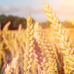 Crops Across Continents: A Tale of Two Farming Calendars