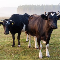 Uncovering The Truth in Animal Agriculture with Mekenna Fischer:  