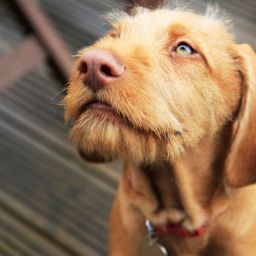 Discussing Service Dogs, Texas School Security, J6 Reporting, and the Unexpected Joys of Life