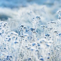 Tips for Cold Weather, Climate Movement's Future, Bull Riding's Role in Border Patrol, and Al Capone