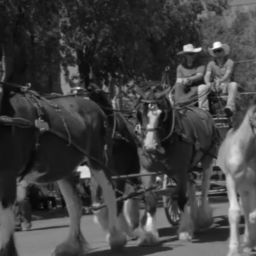 Sky Hi Stampede: Heart of the American West