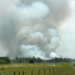 Texas Wildfires and Bird Flu: Commissioner Miller Shares Insights on Latest Developments